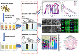 Graphical abstract: Quorum sensing signals from sludge improving the self-assembly of electrode biofilms in microbial fuel cells for chloramphenicol degradation