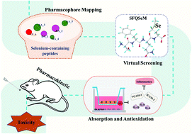 Graphical abstract: Screening and bioavailability evaluation of anti-oxidative selenium-containing peptides from soybeans based on specific structures