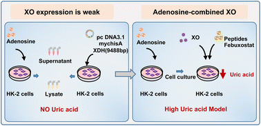 Graphical abstract: A modified xanthine oxidase cell model for screening of antihyperuricemic functional compounds