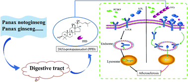 Graphical abstract: 20(S)-Protopanaxadiol decreases atherosclerosis in ApoE KO mice by increasing the levels of LDLR and inhibiting its binding with PCSK9