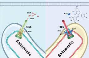 Graphical abstract: A natural compound hyperoside targets Salmonella Typhimurium T3SS needle protein InvG