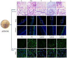 Graphical abstract: Acidic polysaccharides from Buddleja officinalis inhibit angiogenesis via the Nrf2/ARE pathway to attenuate diabetic retinopathy
