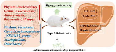 Graphical abstract: The antidiabetic effects of Bifidobacterium longum subsp. longum BL21 through regulating gut microbiota structure in type 2 diabetic mice