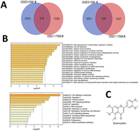 Graphical abstract: Sinensetin attenuates IL-1β-induced cartilage damage and ameliorates osteoarthritis by regulating SERPINA3