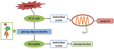 Graphical abstract: Ginseng oligosaccharides protect neurons from glutamate-induced oxidative damage through the Nrf2/HO-1 signaling pathway
