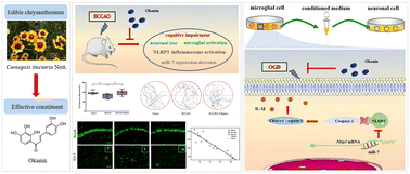 Graphical abstract: Okanin from Coreopsis tinctoria Nutt. alleviates cognitive impairment in bilateral common carotid artery occlusion mice by regulating the miR-7/NLRP3 axis in microglia