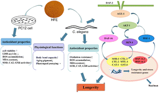 Graphical abstract: Hawthorn fruit extract ameliorates H2O2-induced oxidative damage in neuronal PC12 cells and prolongs the lifespan of Caenorhabditis elegans via the IIS signaling pathway