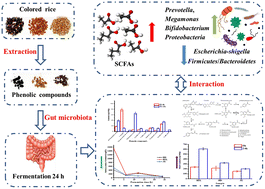 Graphical abstract: Gut microbiota derived structural changes of phenolic compounds from colored rice and its corresponding fermentation property