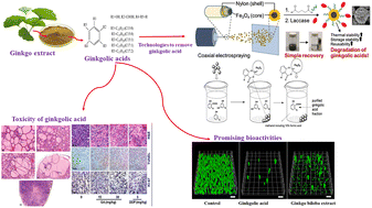 Graphical abstract: A critical review of ginkgolic acids in Ginkgo biloba leaf extract (EGb): toxicity and technologies to remove ginkgolic acids and their promising bioactivities
