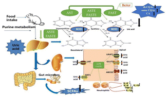 Graphical abstract: Effect of Lactobacillus acidophilus fermentation on the composition of chlorogenic acids and anti-hyperuricemia activity of Artemisia selengensis Turcz
