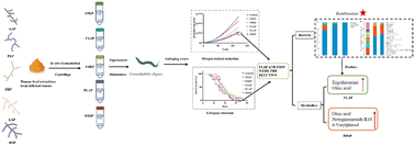 Graphical abstract: Anti-aging potency correlates with metabolites from in vitro fermentation of edible fungal polysaccharides using human fecal intestinal microflora