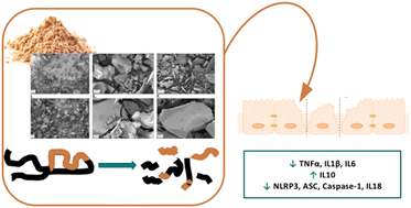 Graphical abstract: Kiwicha (Amaranthus caudatus L.) protein hydrolysates reduce intestinal inflammation by modulating the NLRP3 inflammasome pathway