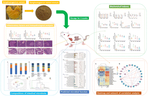 Graphical abstract: Sanghuangporus vaninii mixture ameliorated type 2 diabetes mellitus and altered intestinal microbiota in mice
