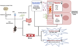 Graphical abstract: Sodium houttuyfonate derived from Houttuynia cordata Thunb improves intestinal malfunction via maintaining gut microflora stability in Candida albicans overgrowth aggravated ulcerative colitis