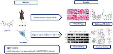 Graphical abstract: Luteolin can ameliorate renal interstitial fibrosis-induced renal anaemia through the SIRT1/FOXO3 pathway