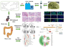 Graphical abstract: Thyme (Thymus vulgaris L.) polyphenols ameliorate DSS-induced ulcerative colitis of mice by mitigating intestinal barrier damage, regulating gut microbiota, and suppressing TLR4/NF-κB-NLRP3 inflammasome pathways