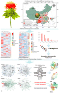 Graphical abstract: Identification of a secondary Q-marker in high-quality ecotypes of Carthamus tinctorius L. and exploration of the target preference