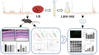 Graphical abstract: Protective effects of Lycium barbarum L. berry extracts against oxidative stress-induced damage of the retina of aging mouse and ARPE-19 cells