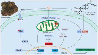 Graphical abstract: Neuroprotective effects of a new triterpenoid from edible mushroom on oxidative stress and apoptosis through the BDNF/TrkB/ERK/CREB and Nrf2 signaling pathway in vitro and in vivo