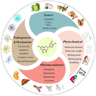 Graphical abstract: Eriodictyol: a review of its pharmacological activities and molecular mechanisms related to ischemic stroke