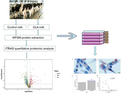 Graphical abstract: Proteomic analysis of milk fat globule membranes from small-sized milk fat globules and their function in promoting lipid droplet fusion in bovine mammary epithelial cells