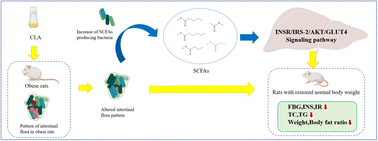 Graphical abstract: Conjugated linoleic acid alleviates glycolipid metabolic disorders by modulating intestinal microbiota and short-chain fatty acids in obese rats
