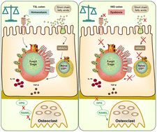 Graphical abstract: Lactobacillus coryniformis subsp. torquens inhibits bone loss in obese mice via modification of the gut microbiota