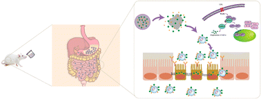 Graphical abstract: The synergistic effect of epigallocatechin-3-gallate and quercetin co-loaded hydrogel beads on inflammatory bowel disease