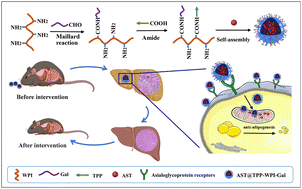 Graphical abstract: Hepatic parenchymal cell and mitochondrial-targeted astaxanthin nanocarriers for relief of high fat diet-induced nonalcoholic fatty liver disease