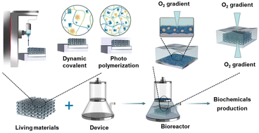 Graphical abstract: Spatial niche construction of a consortium-based consolidated bioprocessing system
