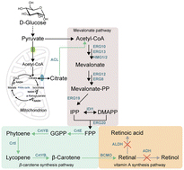 Graphical abstract: Multi-level engineering of Saccharomyces cerevisiae for the synthesis and accumulation of retinal