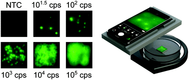 Graphical abstract: Quantitative isothermal amplification on paper membranes using amplification nucleation site analysis