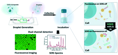 Graphical abstract: MicroRNA-21 expression in single living cells revealed by fluorescence and SERS dual-response microfluidic droplet platform