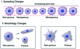 Graphical abstract: Engineering cell–substrate interactions on porous membranes for microphysiological systems