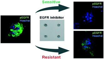 Graphical abstract: Non-small cell lung carcinoma spheroid models in agarose microwells for drug response studies