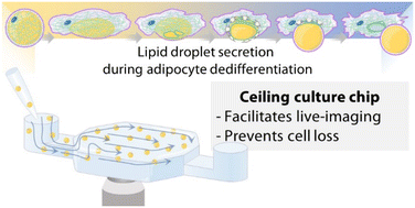 Graphical abstract: Ceiling culture chip reveals dynamic lipid droplet transport during adipocyte dedifferentiation via actin remodeling