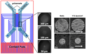 Graphical abstract: A microfluidic impedance platform for real-time, in vitro characterization of endothelial cells undergoing fluid shear stress