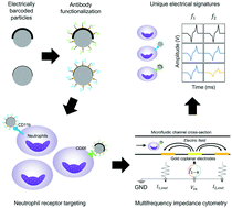 Graphical abstract: Antibody-functionalized aluminum oxide-coated particles targeting neutrophil receptors in a multifrequency microfluidic impedance cytometer