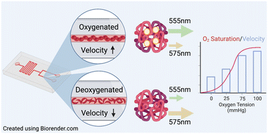 Graphical abstract: Simultaneous quantification of blood rheology and oxygen saturation to evaluate affinity-modifying therapies in sickle cell disease