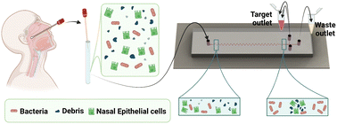 Graphical abstract: Rapid separation of bacteria from primary nasal samples using inertial microfluidics