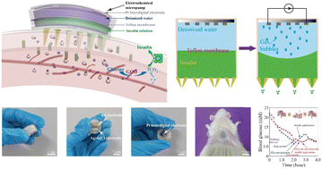 Graphical abstract: A wearable, minimally-invasive, fully electrochemically-controlled feedback minisystem for diabetes management