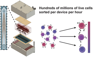 Graphical abstract: Ultrathroughput immunomagnetic cell sorting platform