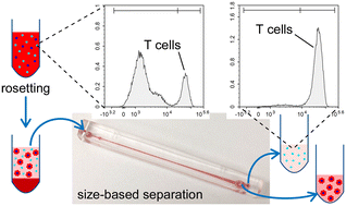 Graphical abstract: Red blood cell rosetting enables size-based separation of specific lymphocyte subsets from blood in a microfluidic device