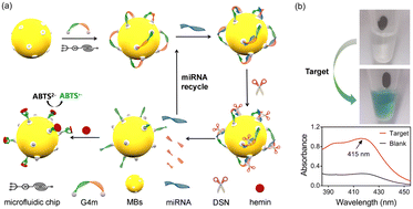 Graphical abstract: Label-free microRNA detection using a locked-to-unlocked transforming system assembled by microfluidics