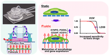 Graphical abstract: Enhanced podocyte differentiation and changing drug toxicity sensitivity through pressure-controlled mechanical filtration stress on a glomerulus-on-a-chip