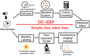 Graphical abstract: Label-free microfluidic device reveals single cell phagocytic activity and screens plant medicine rapidly