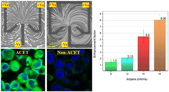 Graphical abstract: Efficient AC electrothermal flow (ACET) on-chip for enhanced immunoassays