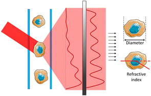 Graphical abstract: A low-cost, label-free microfluidic scanning flow cytometer for high-accuracy quantification of size and refractive index of particles