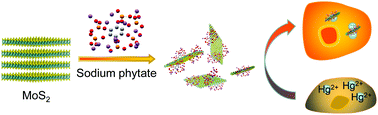 Graphical abstract: MoS2 nanosheets for the detoxification of Hg2+ in living cells