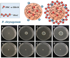 Graphical abstract: Antimould action of Ziram and IPBC loaded in functionalised nanogels against Aspergillus niger and Penicillium chrysogenum